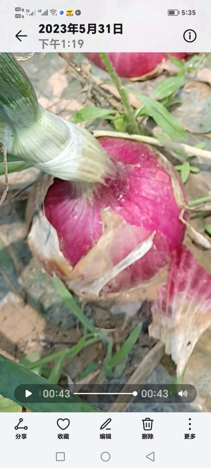 精品紫皮洋葱河南洋葱货量充足全国发货欢迎致电
