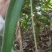 [精选]广东德庆本地大山深处白肉土茯苓干，手工切片足干货