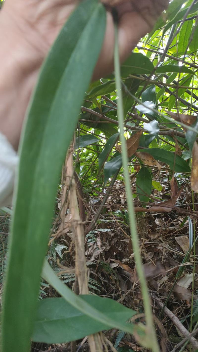 [精选]广东德庆本地大山深处白肉土茯苓干，手工切片足干货