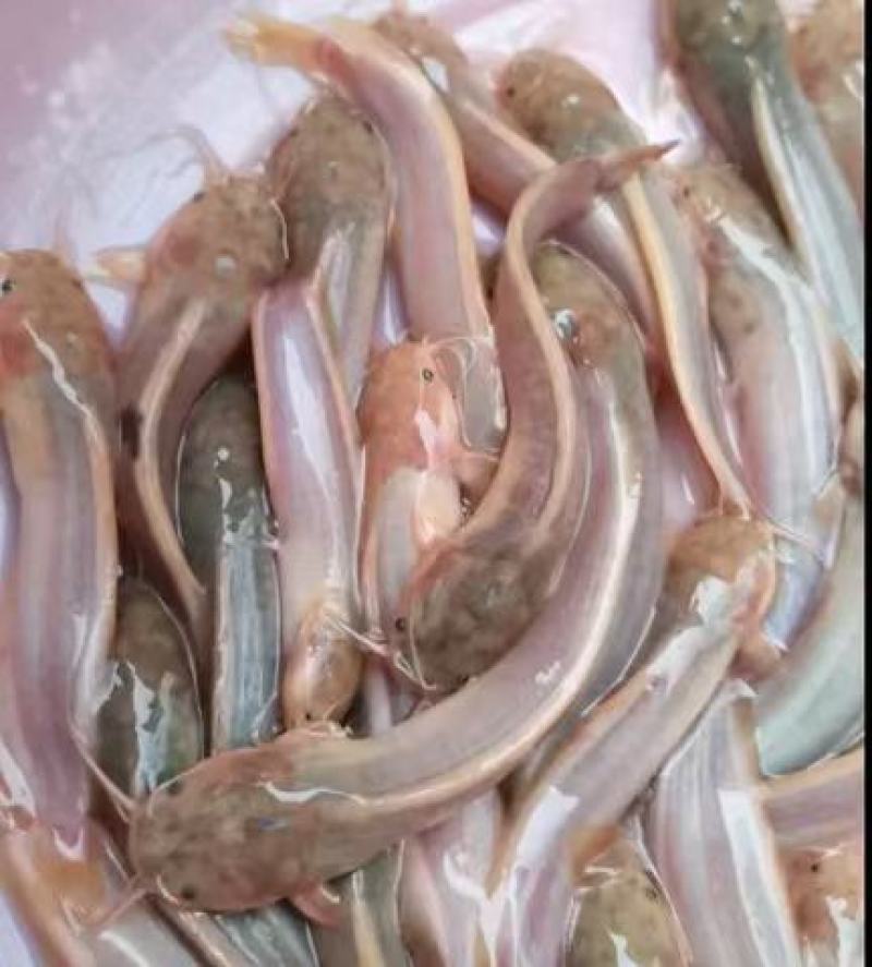三黄土塘角鱼苗，杂交良种快大，鱼苗场直销，一手货源