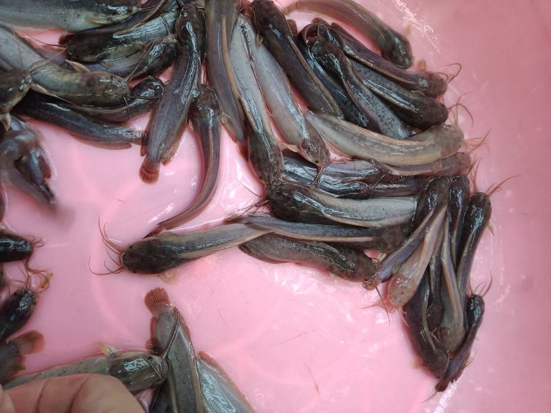 三黄土塘角鱼苗，杂交良种快大，鱼苗场直销，一手货源