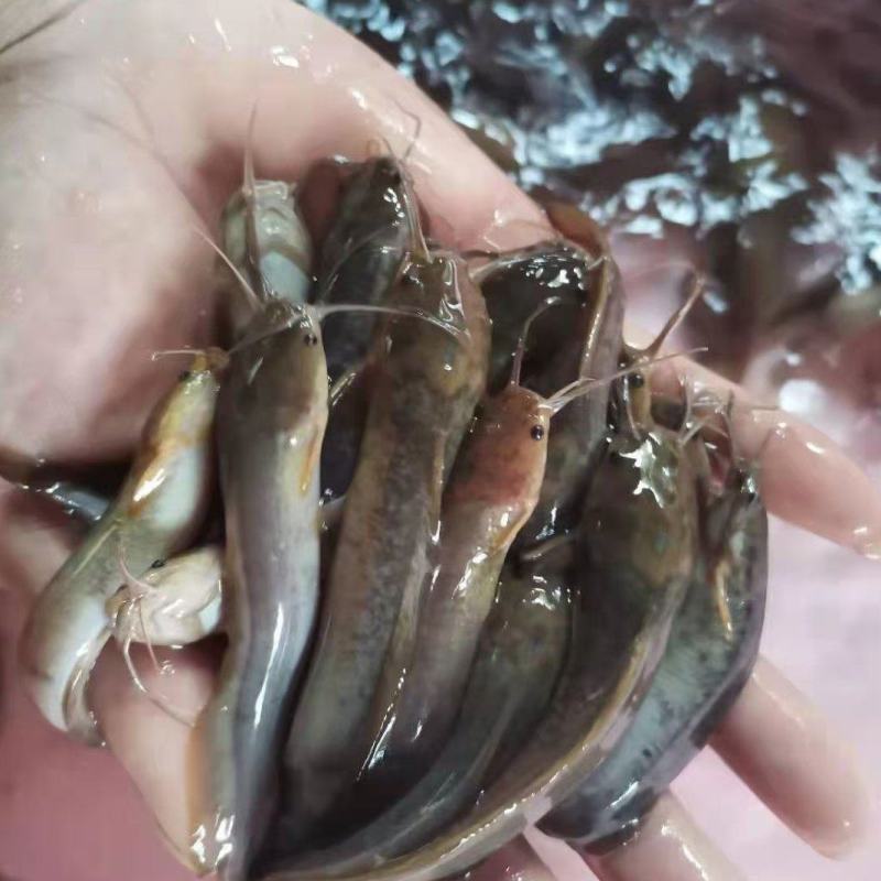 三黄土塘角鱼苗，杂交良种快大，鱼苗场直销，一手货源