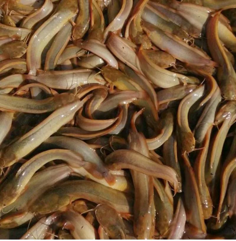 三黄土塘角鱼苗，杂交良种快大，鱼苗场直销，一手货源
