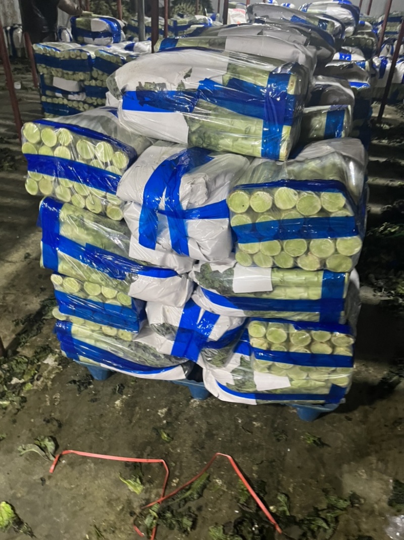 香格里拉精包装紫叶莴笋质量保证长期有货