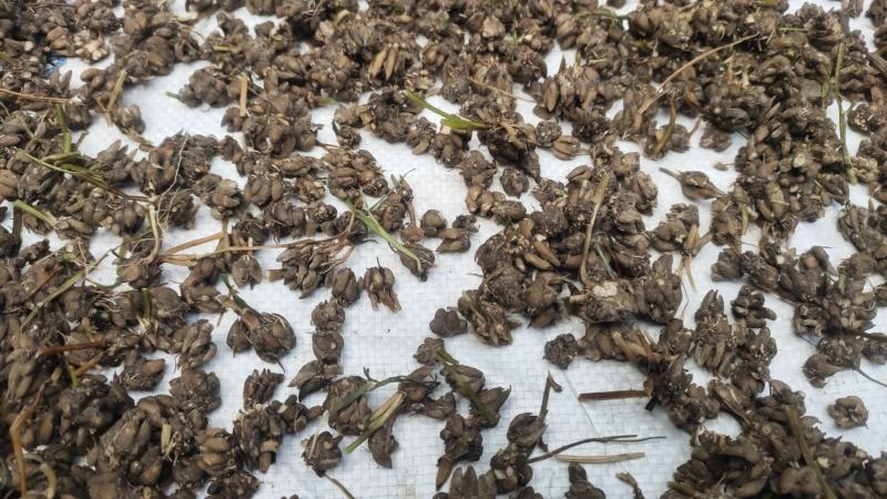 精品猫爪草（水洗3遍）：品质保证，粒粒饱满，无尘无杂！