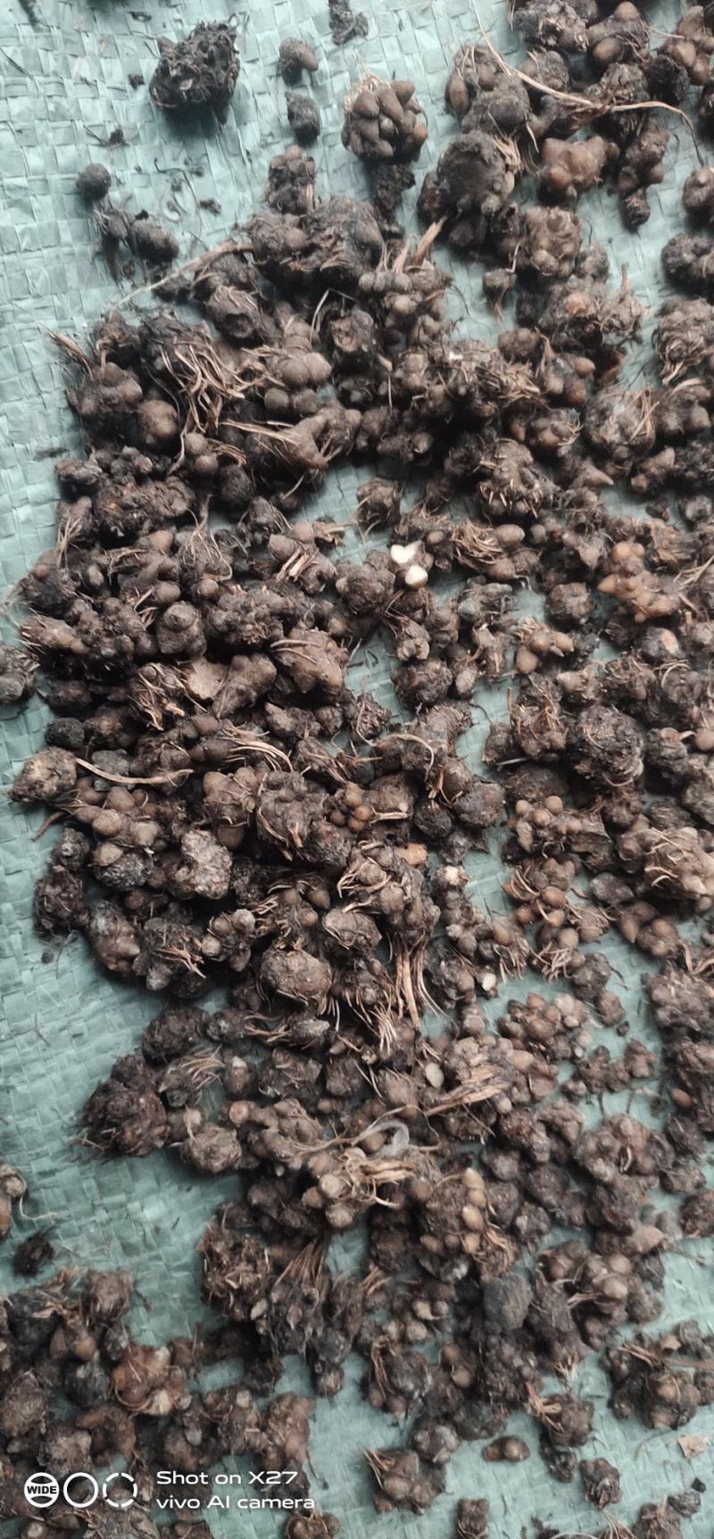 精品猫爪草（水洗3遍）：品质保证，粒粒饱满，无尘无杂！