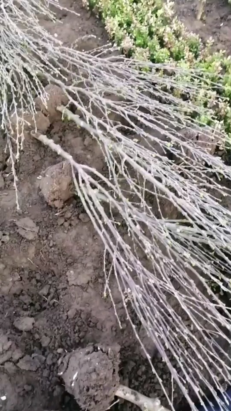 木槿