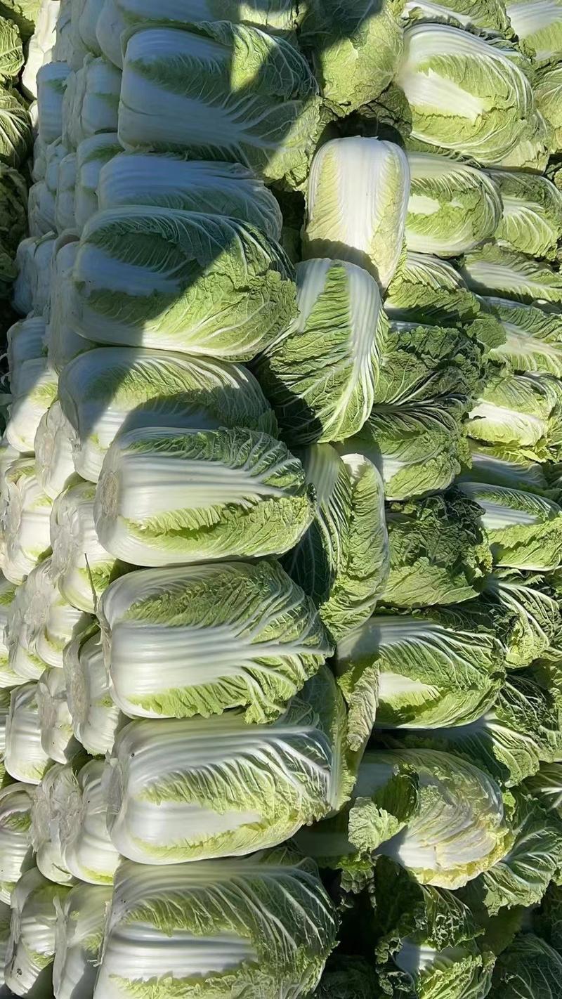 白菜山东精品白菜万亩基地大量供应价格优惠
