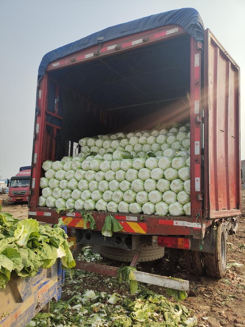 白菜山东精品白菜万亩基地大量供应价格优惠