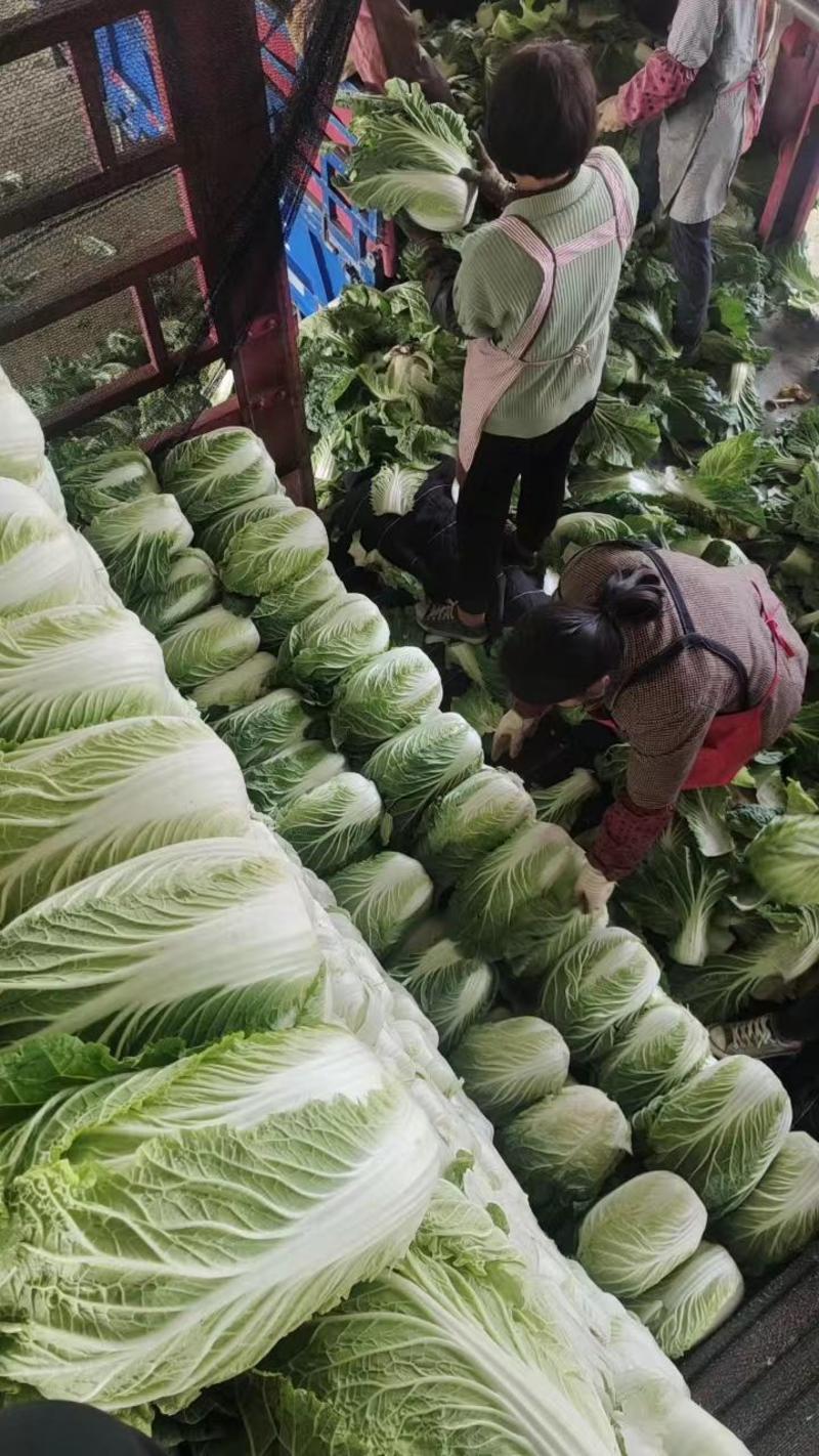 白菜山东精品白菜万亩基地大量供应价格优惠