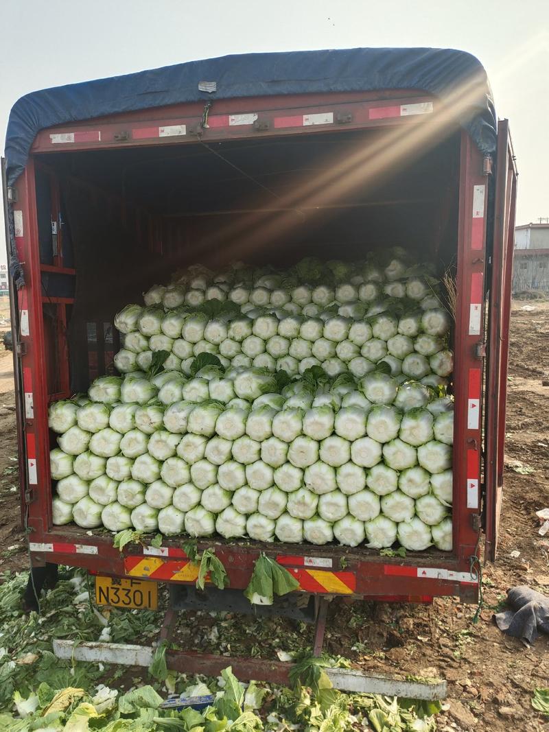 白菜山东精品白菜万亩基地大量供应价格优惠