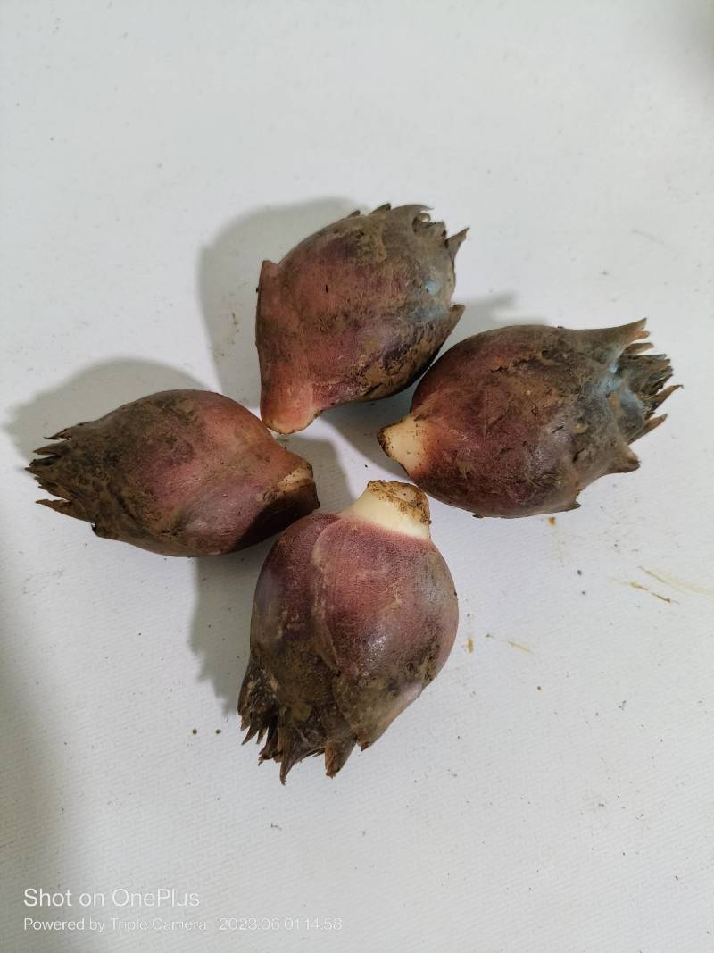 新鲜阳菏上市