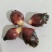 新鲜阳菏上市