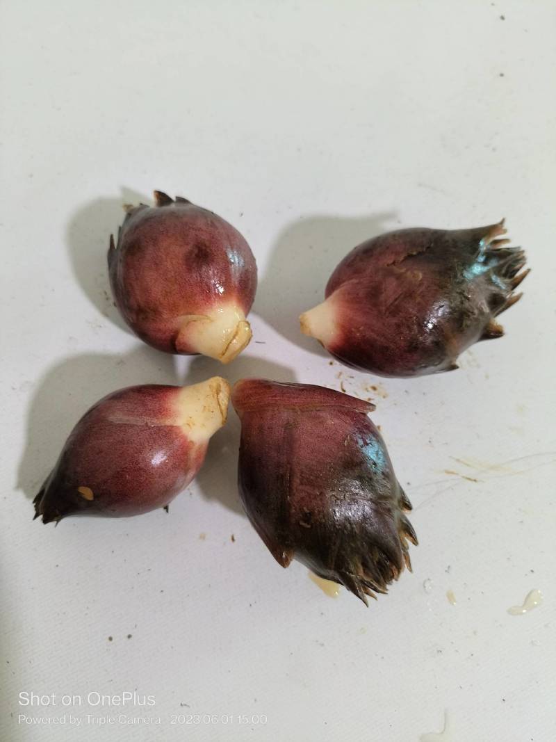 新鲜阳菏上市