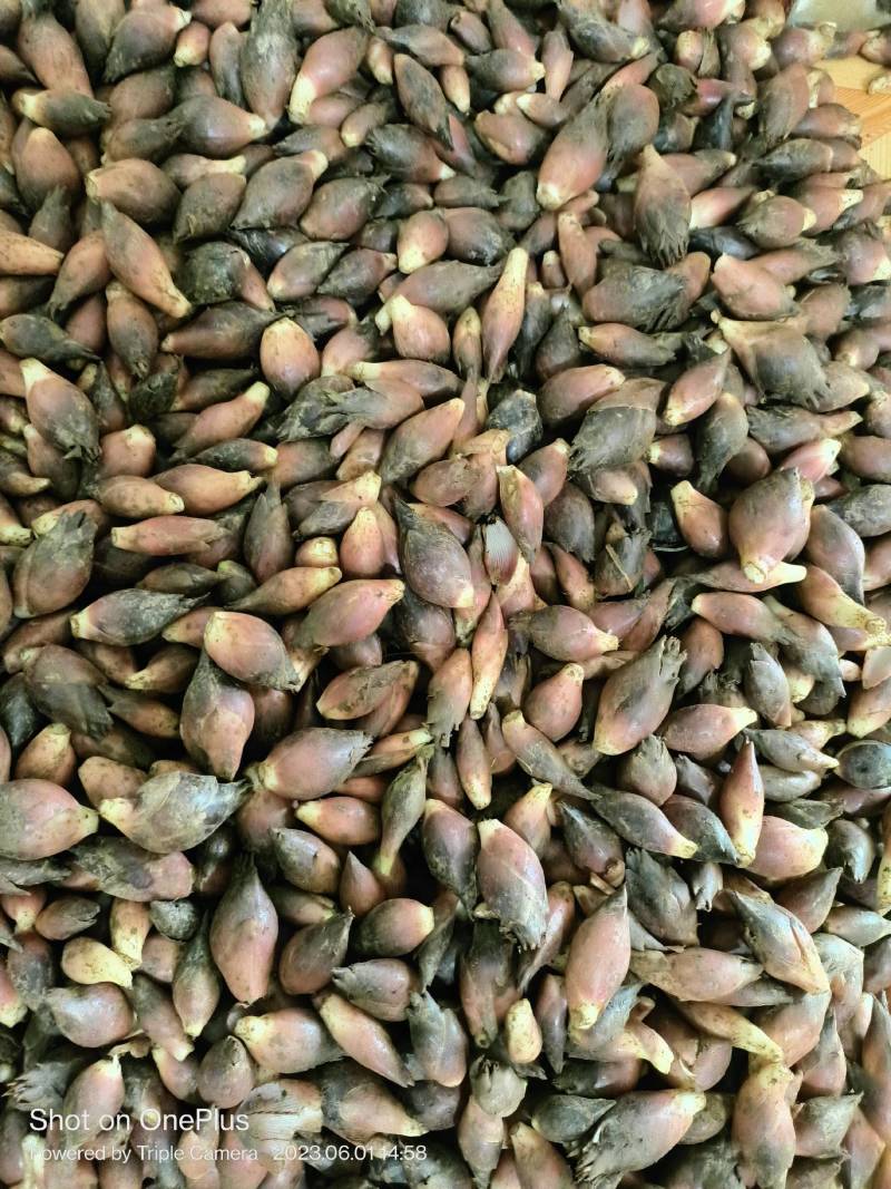 新鲜阳菏上市