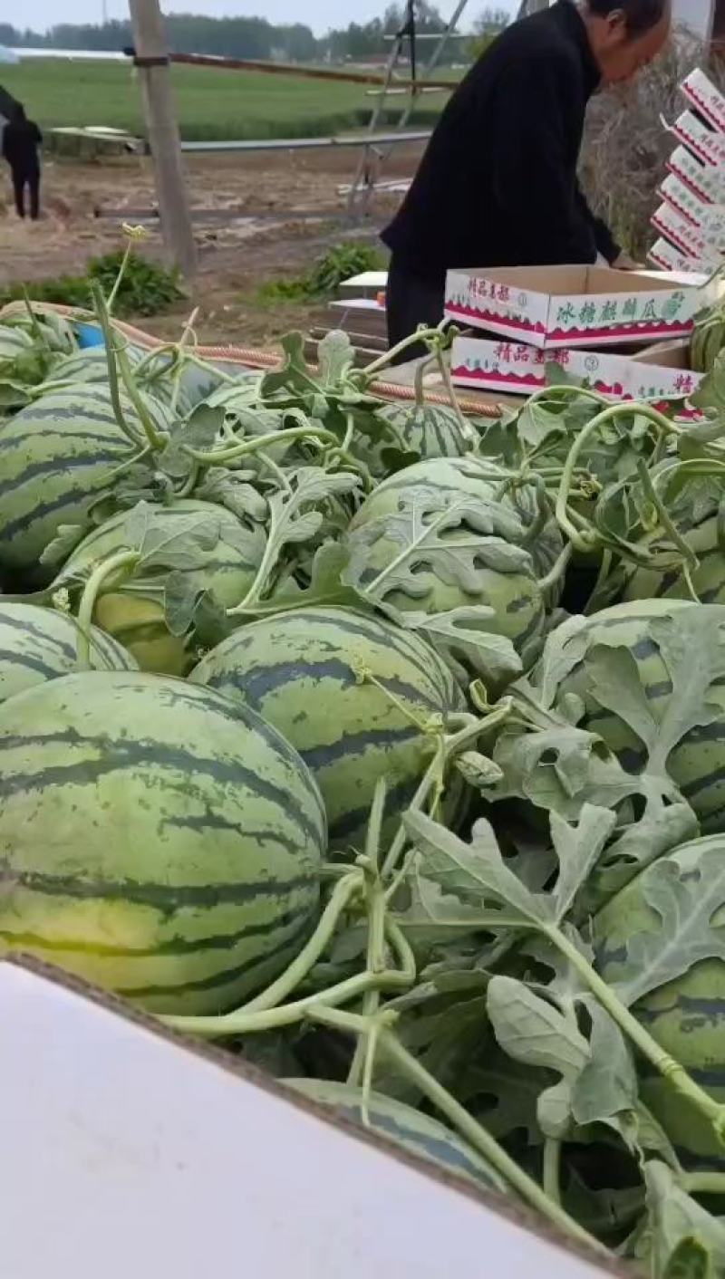 陕西精品金城五号西瓜，无籽西瓜，大量上市，欢迎选购