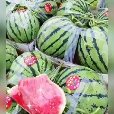 陕西精品金城五号西瓜，无籽西瓜，大量上市，欢迎选购