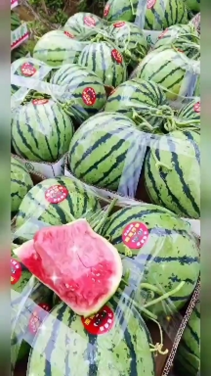陕西精品金城五号西瓜，无籽西瓜，大量上市，欢迎选购