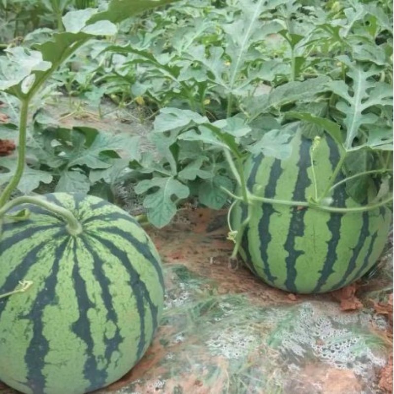 陕西精品金城五号西瓜，无籽西瓜，大量上市，欢迎选购