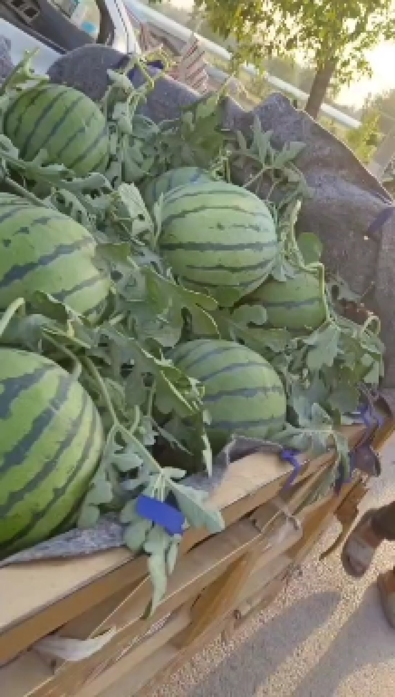 陕西精品金城五号西瓜，无籽西瓜，大量上市，欢迎选购