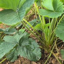 四季草莓大果高产适应性和串苗能力强适应大棚露天种植