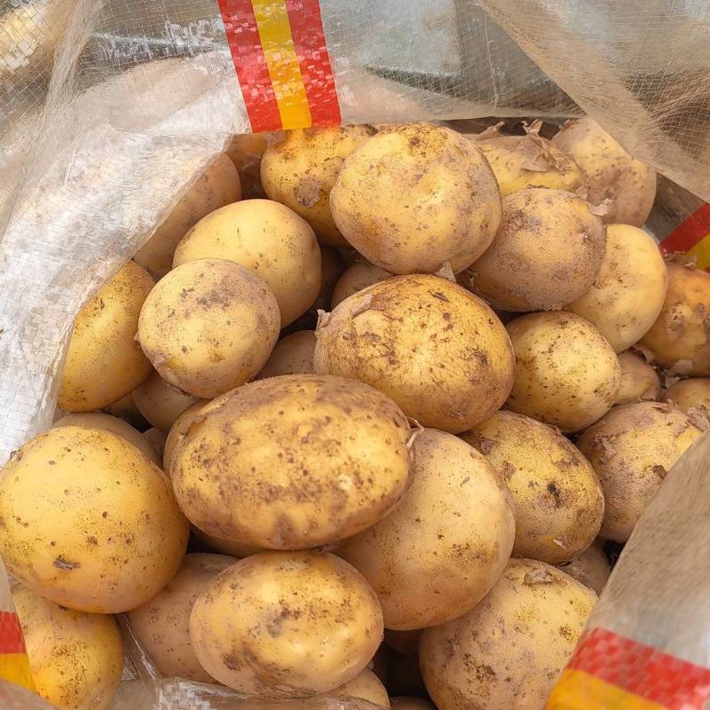 黄金边贸二等土豆，品种有希森，荷兰，v7实验一等，满足您