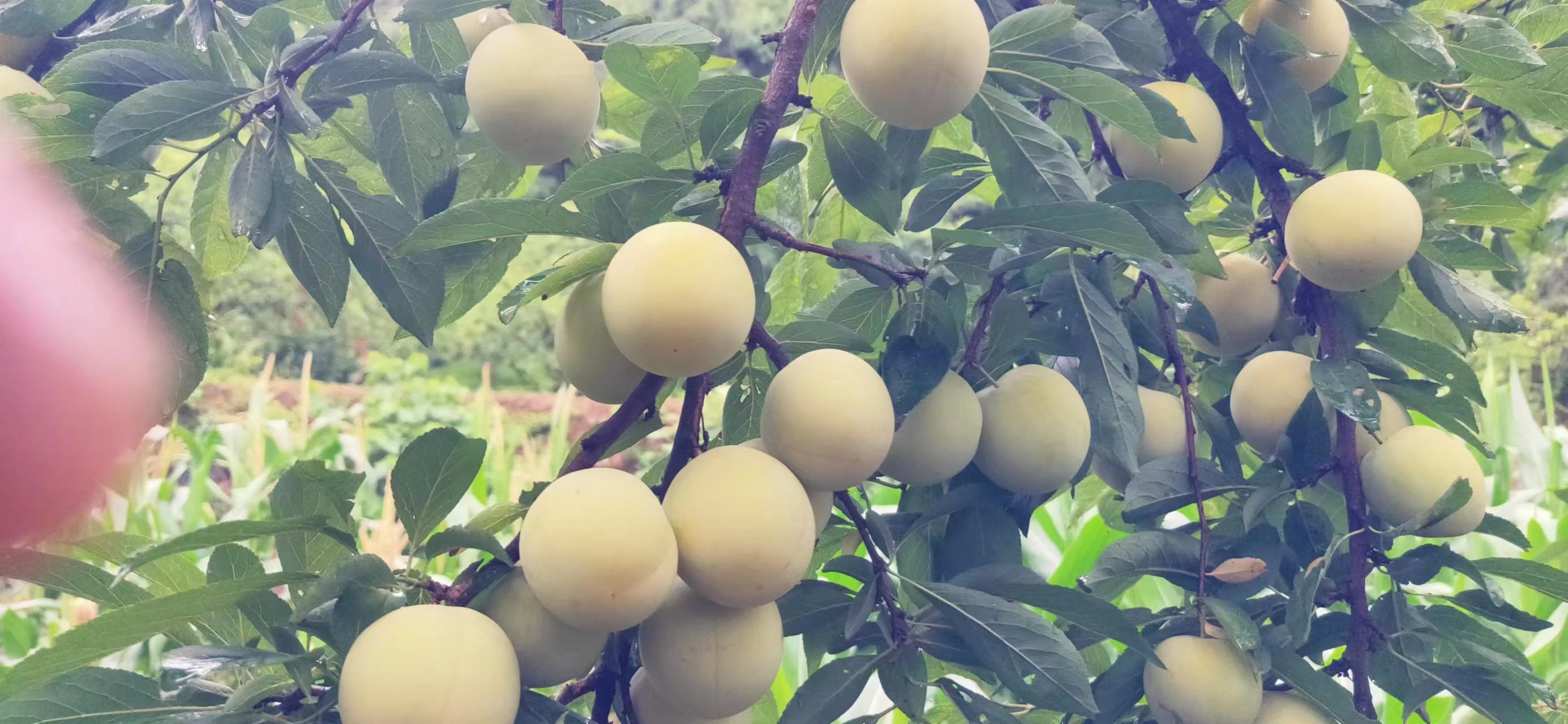 李子成熟过程中果皮颜色的变化