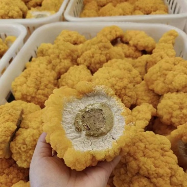 金耳