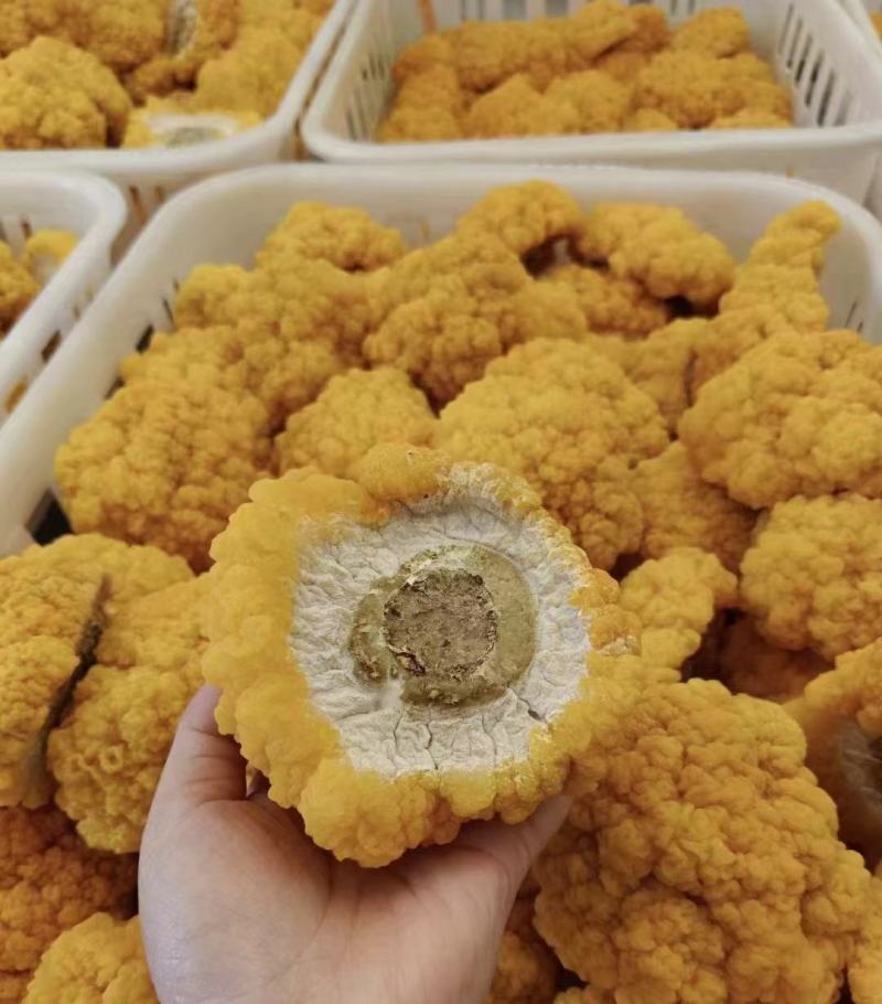 金耳