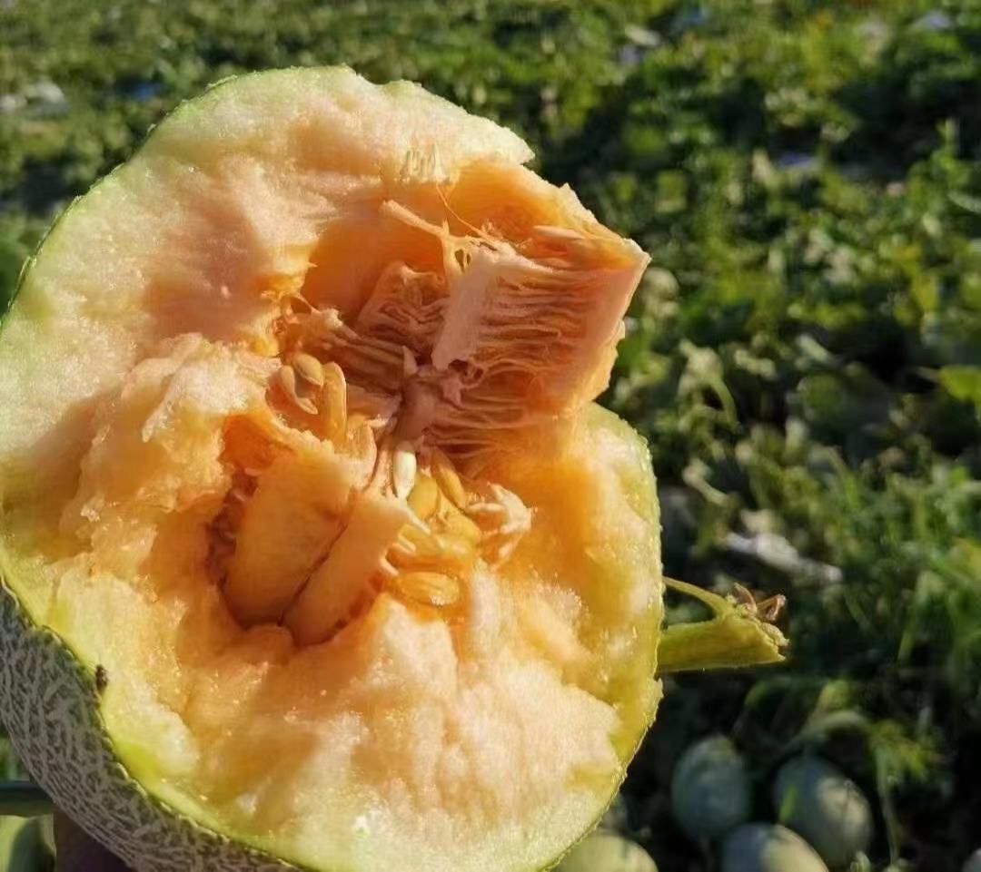 切开的西州蜜瓜露出橙红色果肉
