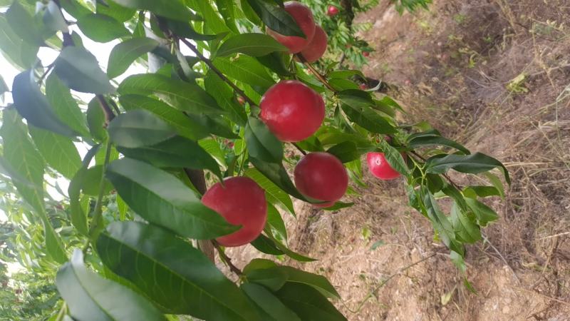 中油16大量上市