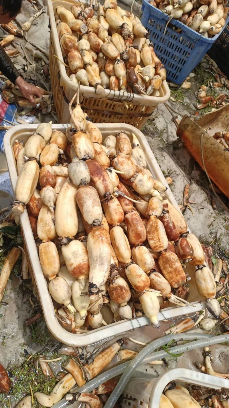 精品大地红莲藕加工场粤西阳光茂名湛江