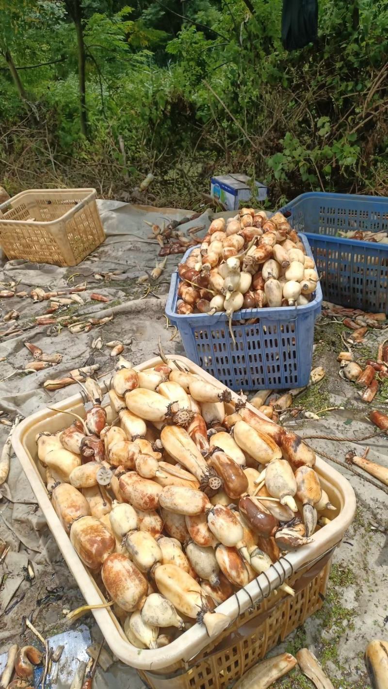 精品大地红莲藕加工场粤西阳光茂名湛江