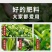 茶叶催芽采不尽强力催芽芽肥芽齐嫩芽多密度大延长采摘茶树肥