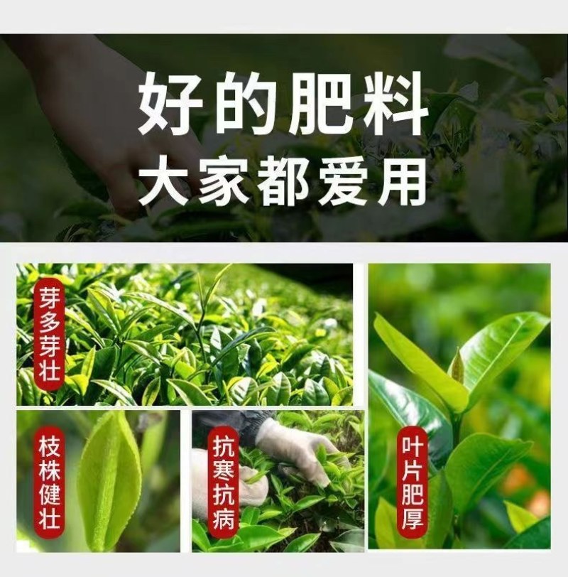 茶叶催芽采不尽强力催芽芽肥芽齐嫩芽多密度大延长采摘茶树肥