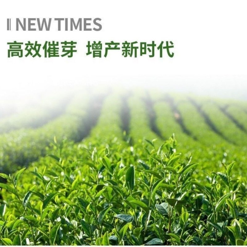 茶叶催芽采不尽强力催芽芽肥芽齐嫩芽多密度大延长采摘茶树肥