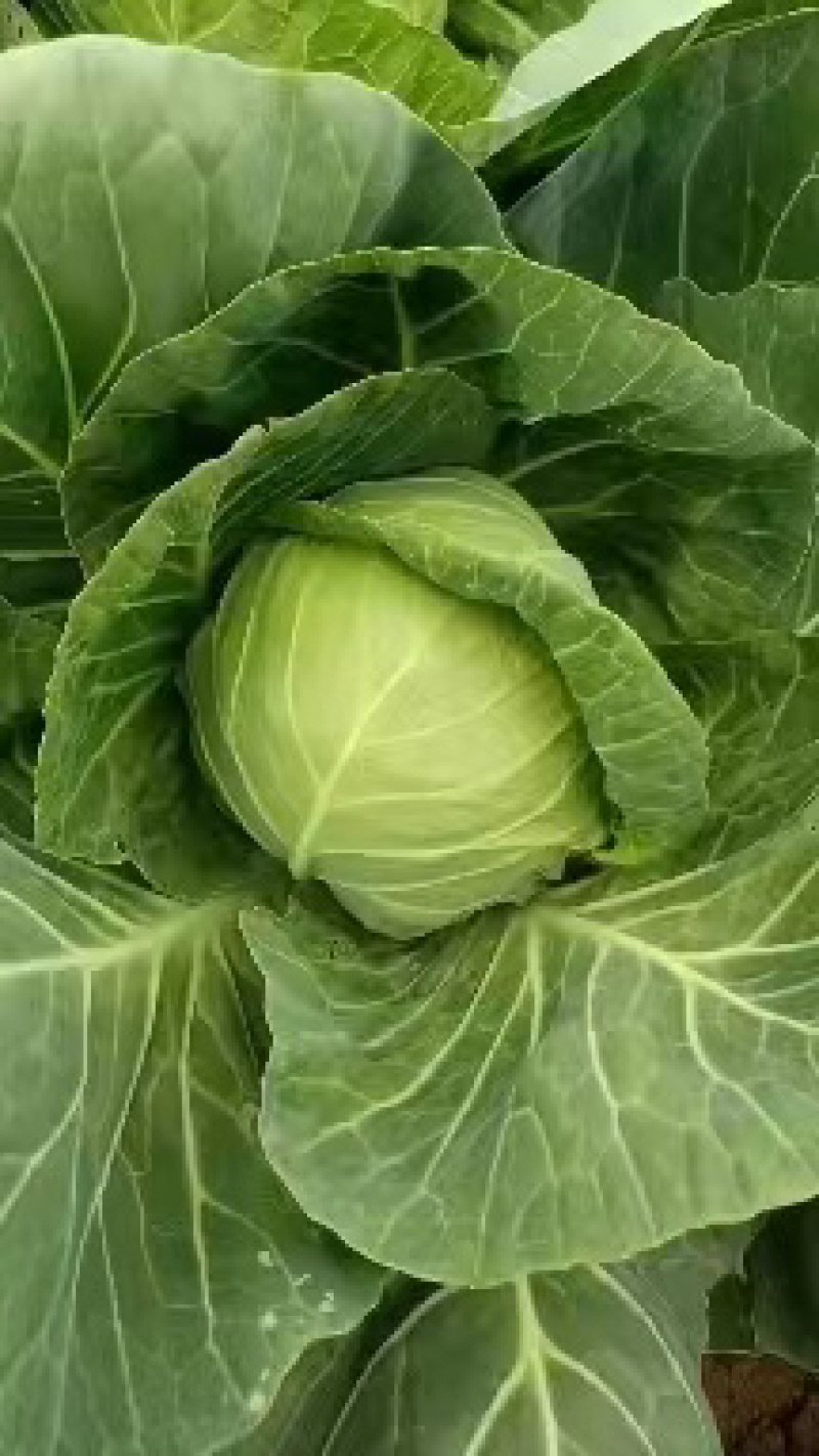 精品小甘蓝包菜货好价低产地直发大量上市欢迎联系