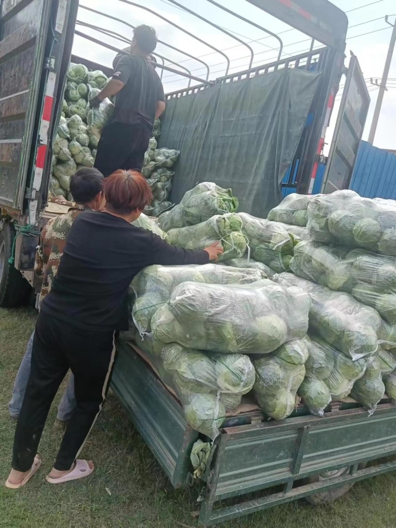 精品小甘蓝包菜货好价低产地直发大量上市欢迎联系