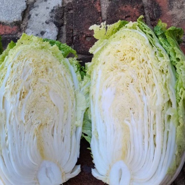 吉林产区黄心菜，上市中，市场菜，有要的联系我，