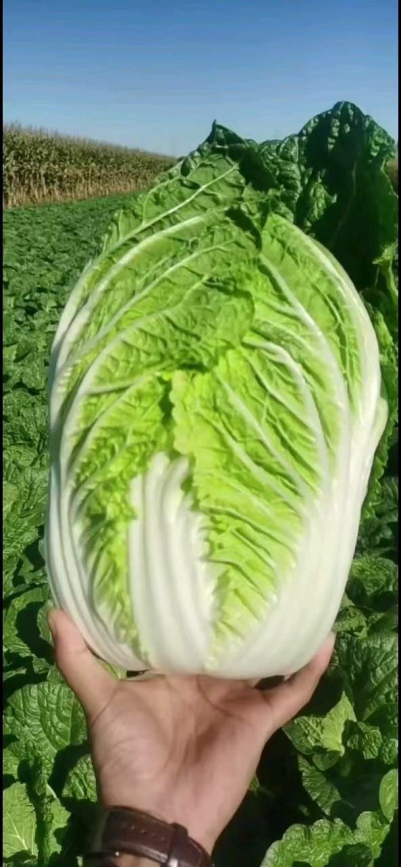 吉林产区黄心菜，上市中，市场菜，有要的联系我，