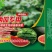 西瓜专用肥海藻微生物浓缩悬浮肥钾钙同补效果翻倍