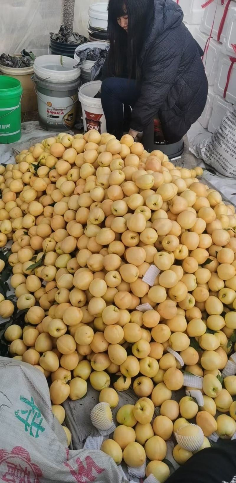 桃