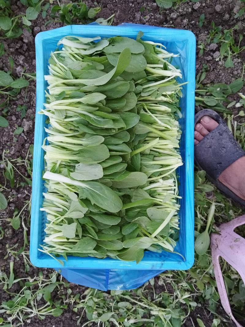 鸡毛菜供应常年精品有货上海金山廊下镇农场