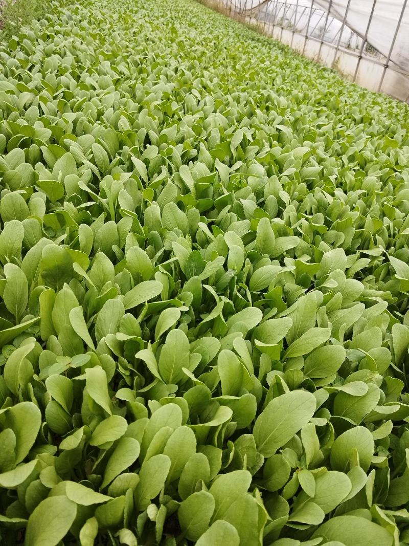 鸡毛菜供应常年精品有货上海金山廊下镇农场
