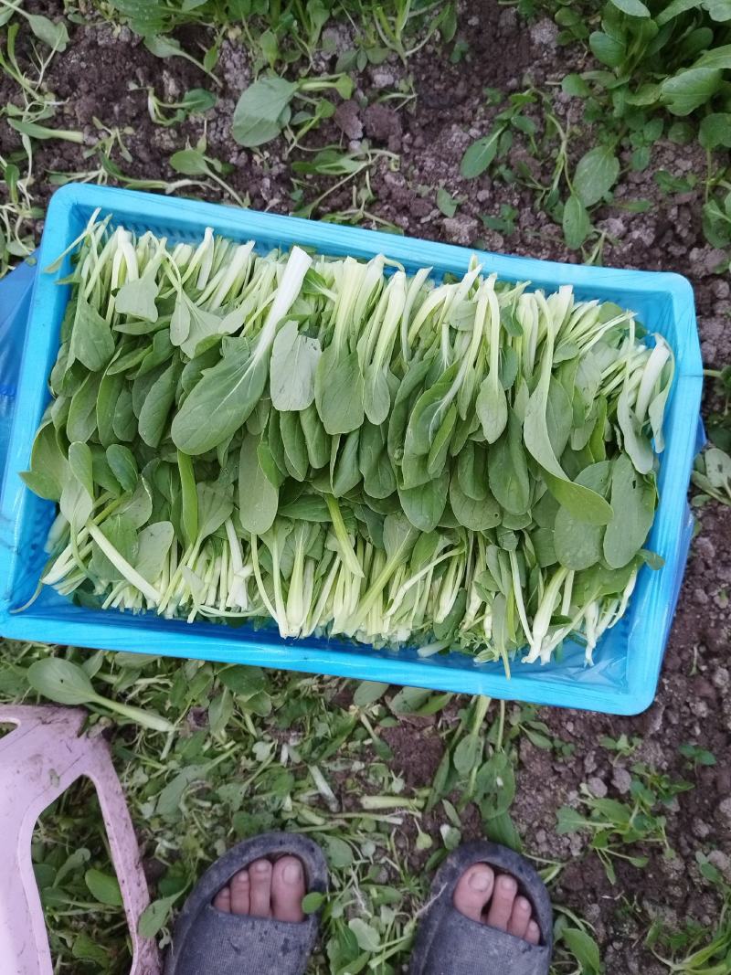 鸡毛菜供应常年精品有货上海金山廊下镇农场