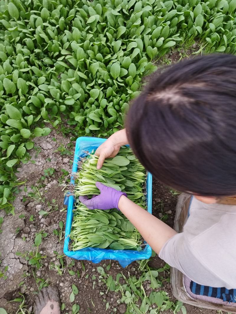 鸡毛菜供应常年精品有货上海金山廊下镇农场