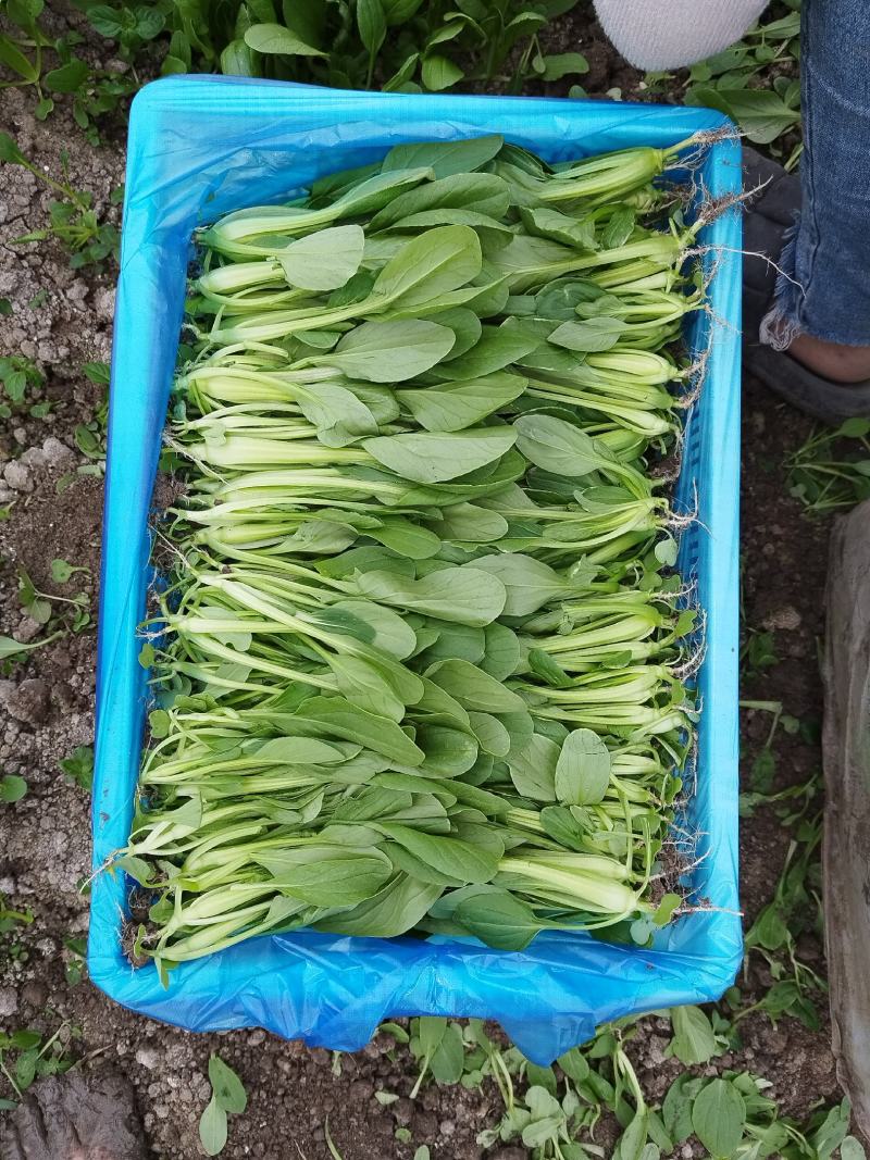 鸡毛菜供应常年精品有货上海金山廊下镇农场