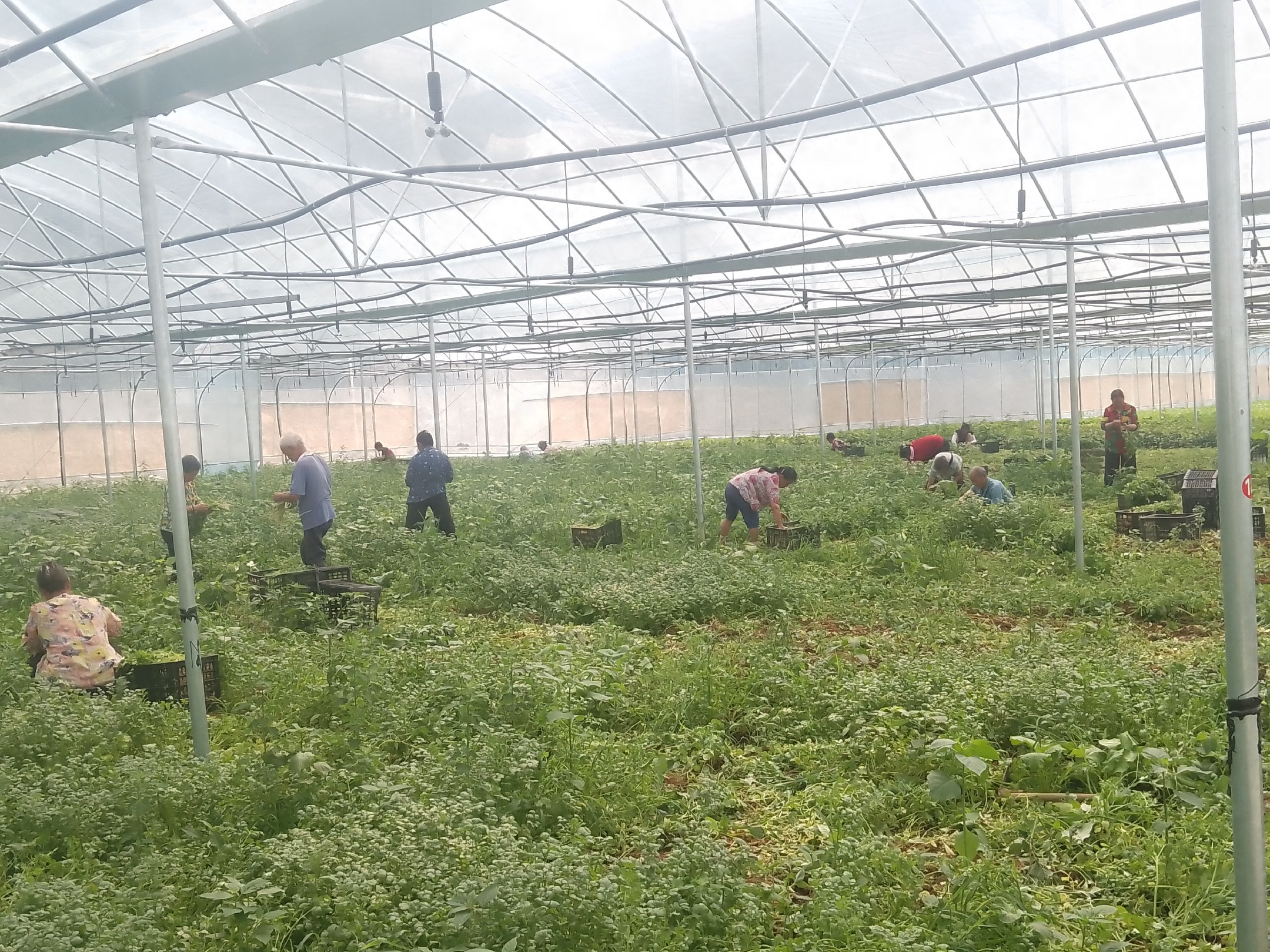 香菜种植所需工具展示图