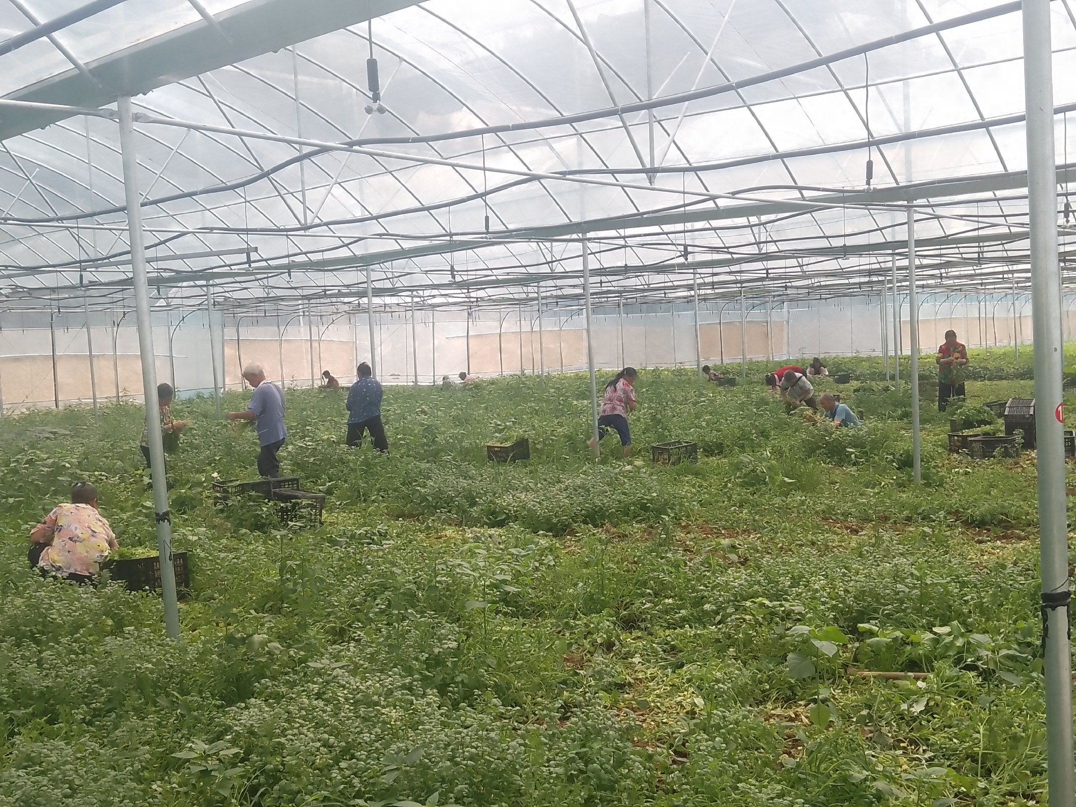 香菜标准化种植流程图