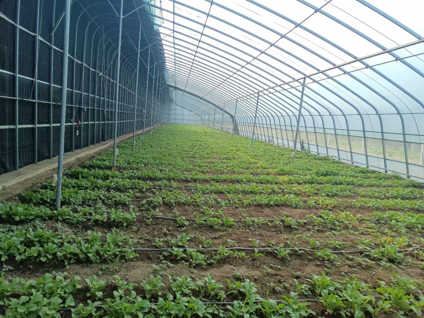 展示大规模萝卜种植基地的现代化农业场景 萝卜种植基地航拍图